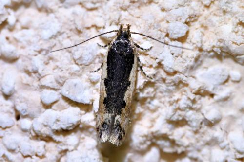 Réf. 322 497 : Cosmardia moritzella